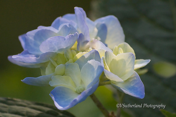 Blue Hydrangea, Sandwich, MA