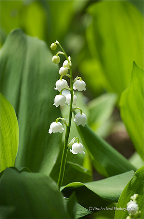 Lily of the Valley, Heritage Plantation, Sandwich, MA